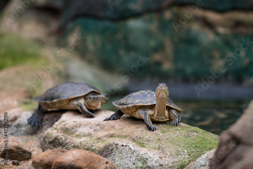 Group Red-eared slider resting on the shore. Long-necked Turtle, Chelodina longicollis photo