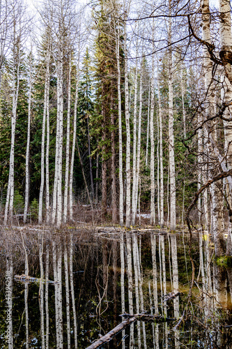 Aspen forest reflection in a pond