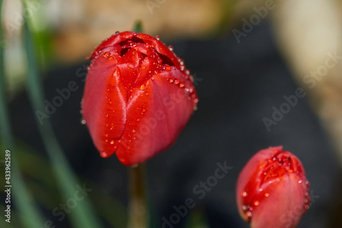 Rote Tulpe mit Regentropfen