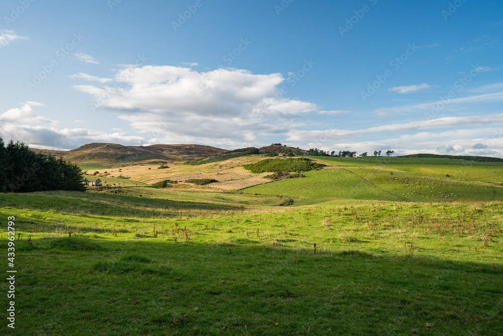 Fototapeta premium Scotland green land with animals. Beautiful calm place in United Kingdom.