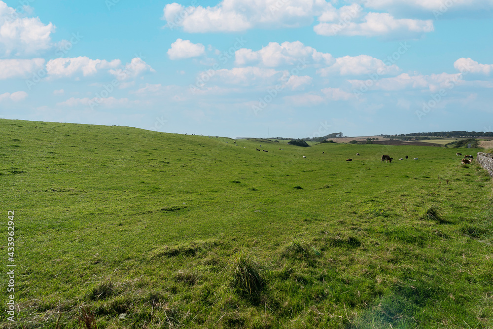 Cows on green land in Scotland. Perfect place for vacation. 