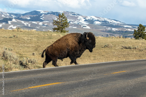 Bison in Yellowstone National Park