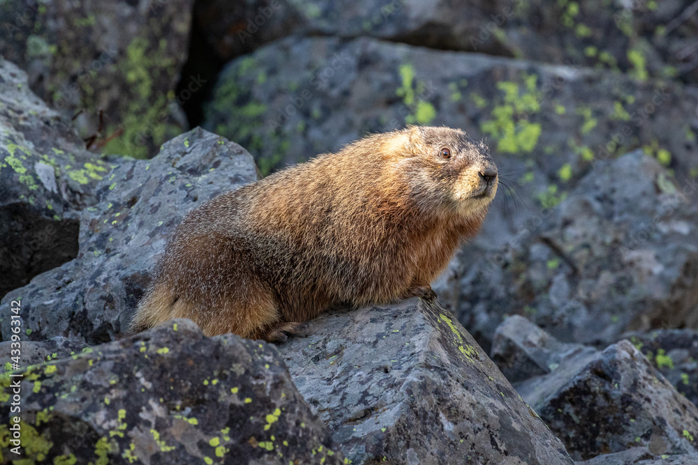 Marmot in Yellowstone National Park