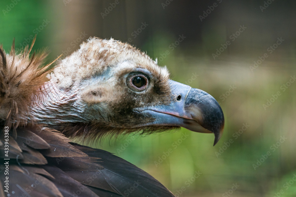 The cinereous vulture (Aegypius monachus) is a large raptorial bird that is distributed through much of temperate Eurasia. Black, monk or Eurasian black vulture. The cinereous vulture (Aegypius monachus) is a large raptorial bird that is distributed through much of temperate Eurasia. Black, monk or Eurasian black vulture.