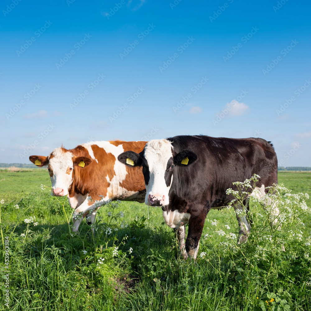 spotted red and black cows in meadow with spring flowers spotted red and black cows in meadow with spring flowers