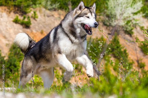 dog runs breed Alaskan Malamute