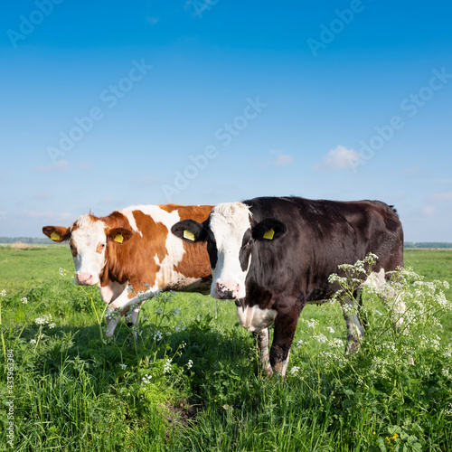 spotted red and black cows in meadow with spring flowers © ahavelaar