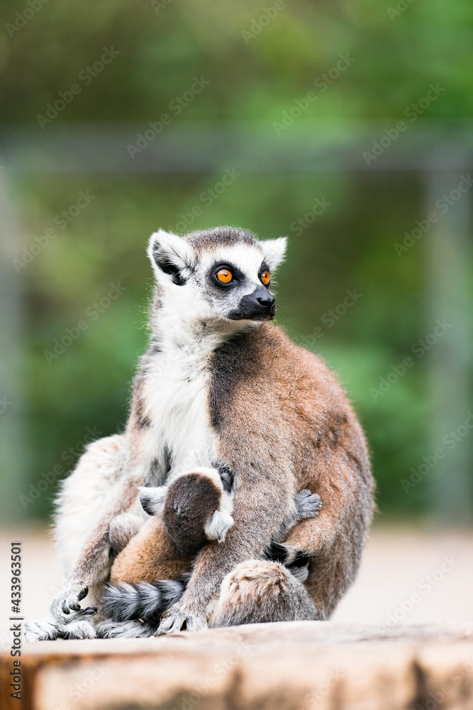 Obraz premium Ring Tailed Lemur kata. Close up Ring-tailed lemur baby and mother. Mother breastfeeding her baby. 