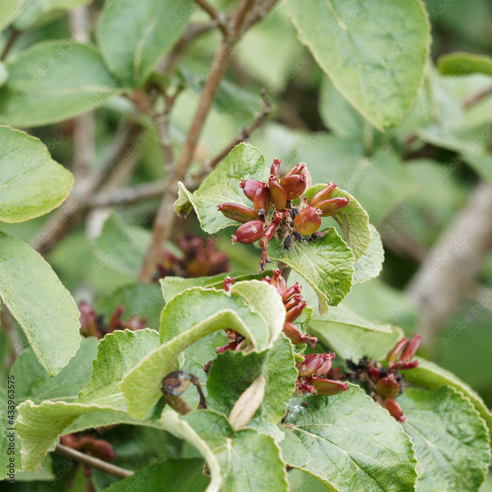 Korea-Schneebal oder Viburnum carlesii mit dunkelbraune unreife Fruchtbüschel Korea-Schneebal oder Viburnum carlesii mit dunkelbraune unreife Fruchtbüschel