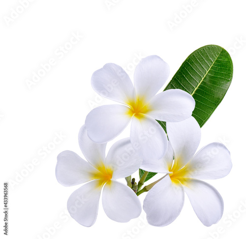 Plumeria, frangipani flowers isolated on white background. Premium psd