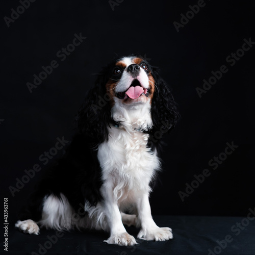 Cavalier King Charles Spaniel dog on Isolated Black Background.