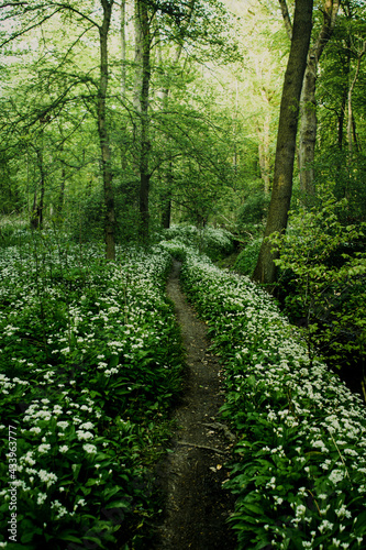 Beautiful forest wild nature scenery with white flowers of the wild garlic blossom in spring time. Walking path in a magic and zen like woodland. Wild herbs are blooming in the green nature