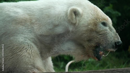 This close up, slow motion video show a profile side view of a Ursus maritimus Polar Bear slobbering as it opens and closes it's mouth.