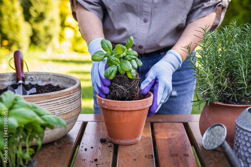 Foto Woman planting basil herb into flower pot on table in garden