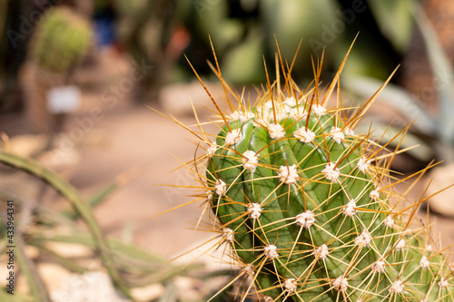 Spiky Cactus landscape, field. Garden of flower.Cactus planted in a botanical garden, desert valley.