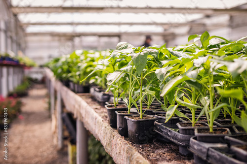 Seedling in greenhouse. Peppers plant in flower pots. Plant nursery