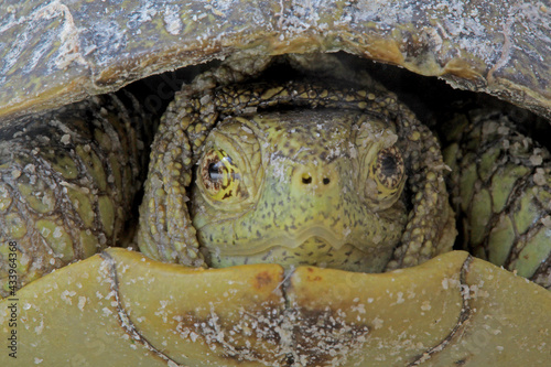 Tortuga endémica de bisagra, México, Coahuila. 