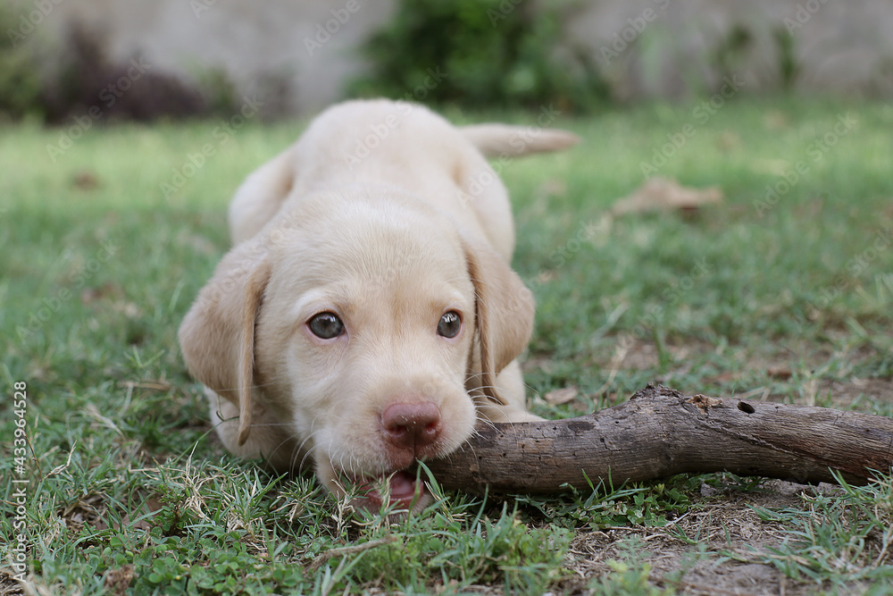 cute Labrador puppy playing with wooden stick.