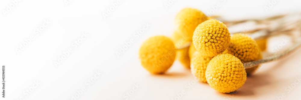 Craspedia globosa dry flowers Craspedia globosa dry flowers