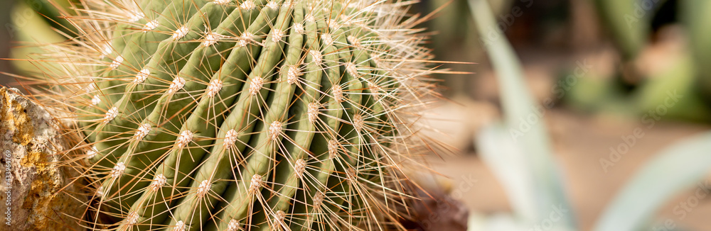 Spiky Cactus landscape, field. Garden of flower.Cactus planted in a botanical garden, desert valley. Spiky Cactus landscape, field. Garden of flower.Cactus planted in a botanical garden, desert valley.