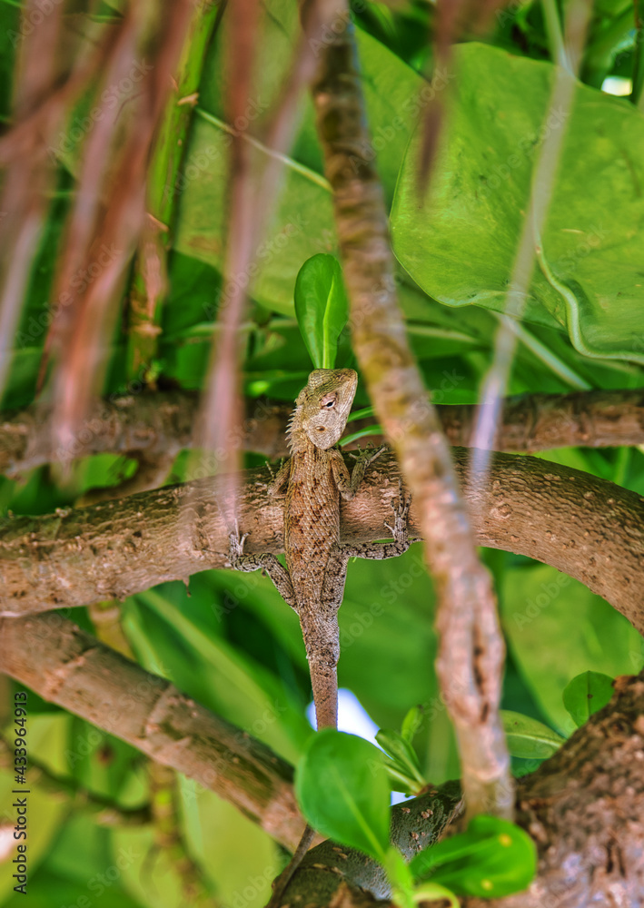 The oriental garden lizard 
posing for photographs in the canopy. 