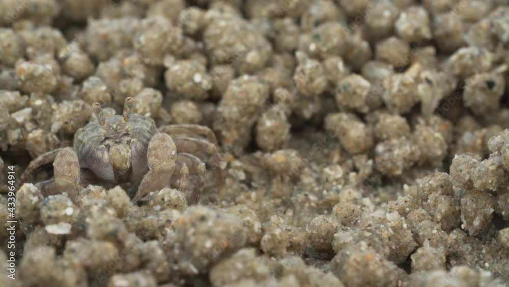Close up of soldier crab makes balls of sand while eating. Soldier crab or Mictyris is small crabs eat humus and small animals found at the beach as food. Close up of soldier crab makes balls of sand while eating. Soldier crab or Mictyris is small crabs eat humus and small animals found at the beach as food.