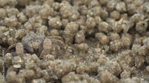 Close up of soldier crab makes balls of sand while eating. Soldier crab or Mictyris is small crabs eat humus and small animals found at the beach as food.