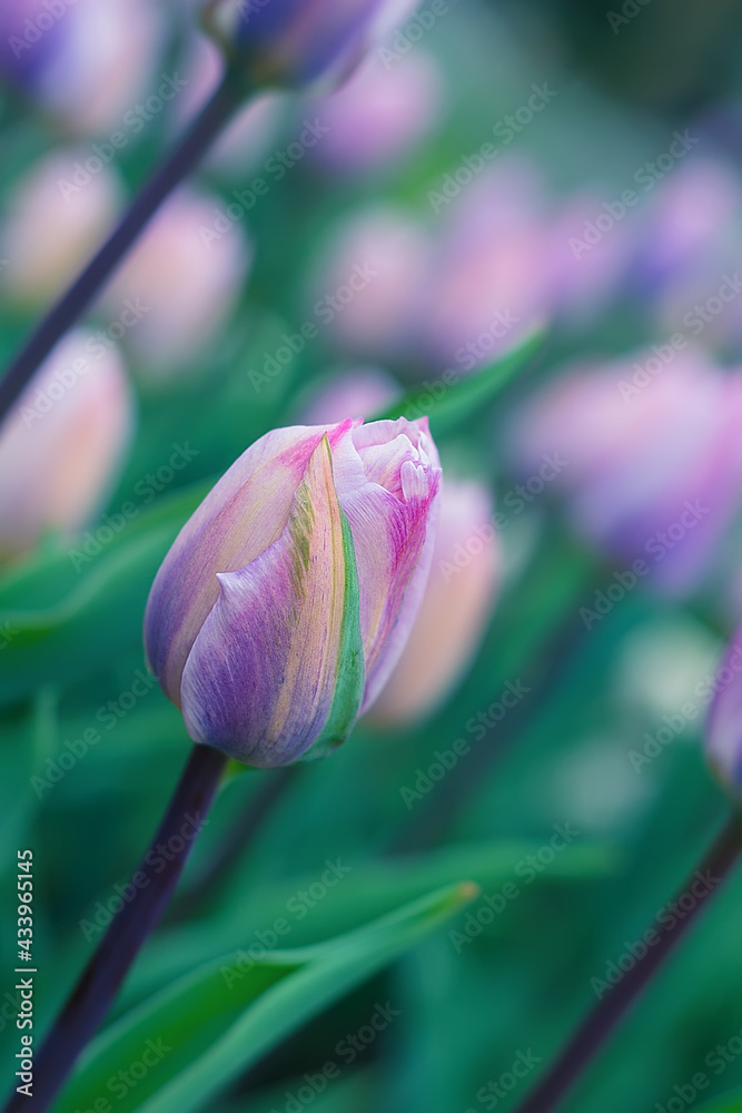 Beautiful gentle purple spring tulip on a blurred background Beautiful gentle purple spring tulip on a blurred background
