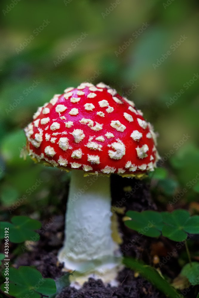 Beautiful bright red fly agaric ( Amaníta) in the forest on a green background close-up Beautiful bright red fly agaric ( Amaníta) in the forest on a green background close-up