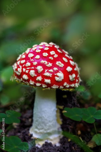 Beautiful bright red fly agaric ( Amaníta) in the forest on a green background close-up