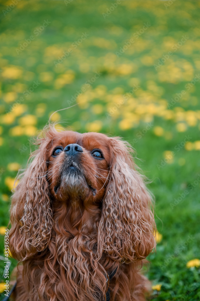 A dog of the breed Cavalier King Charles Spaniel sits on the meadow A dog of the breed Cavalier King Charles Spaniel sits on the meadow