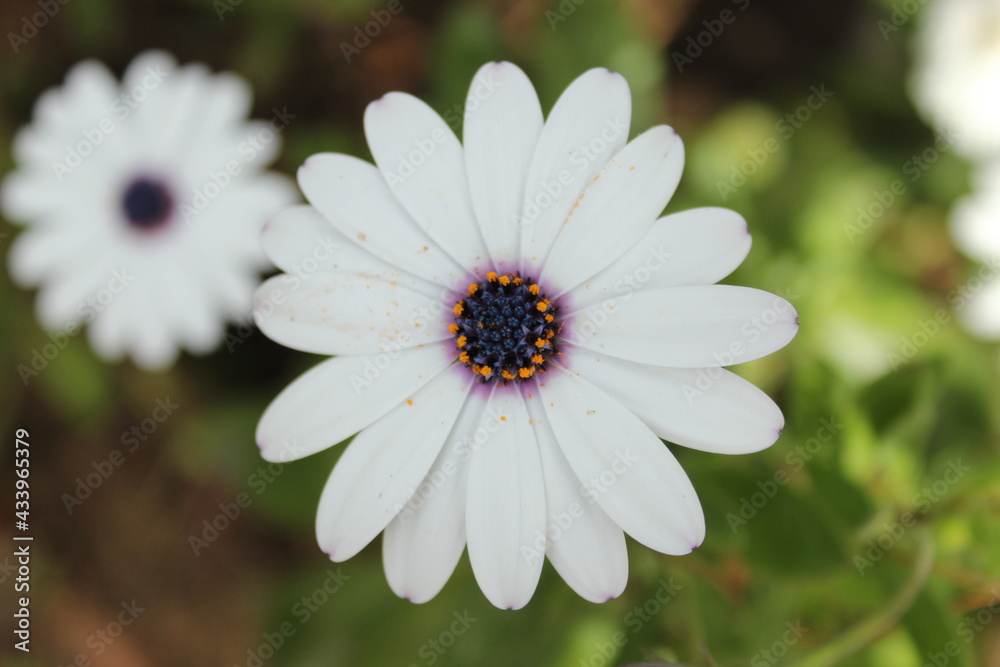 Flor blanca Flor blanca