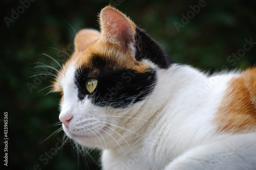 Beautiful tricolor calico cat outdoors