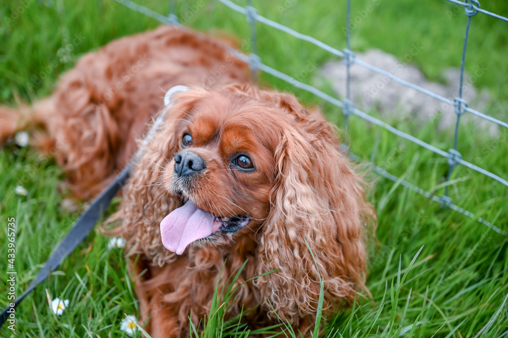 A small brown Cavalier King Charles Spaniel A small brown Cavalier King Charles Spaniel