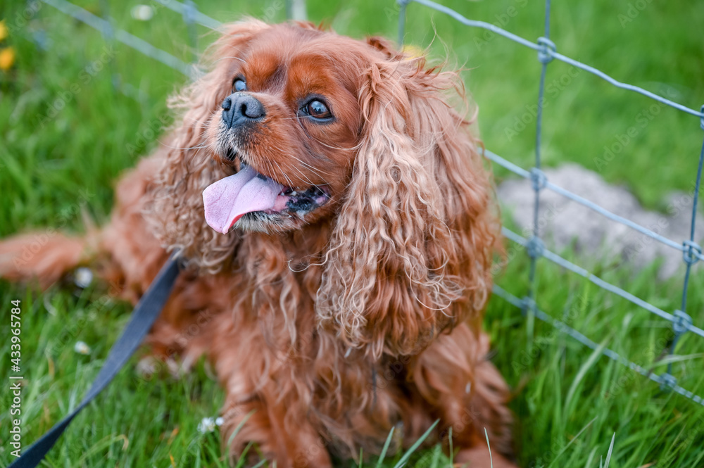 Fototapeta premium A small brown Cavalier King Charles Spaniel
