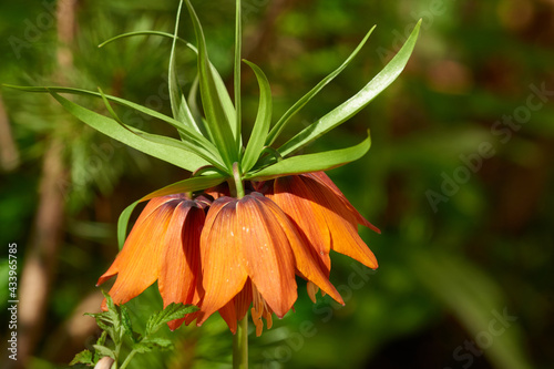 Slika na platnu Blüten der Kaiserkrone (Fritillaria imperialis)