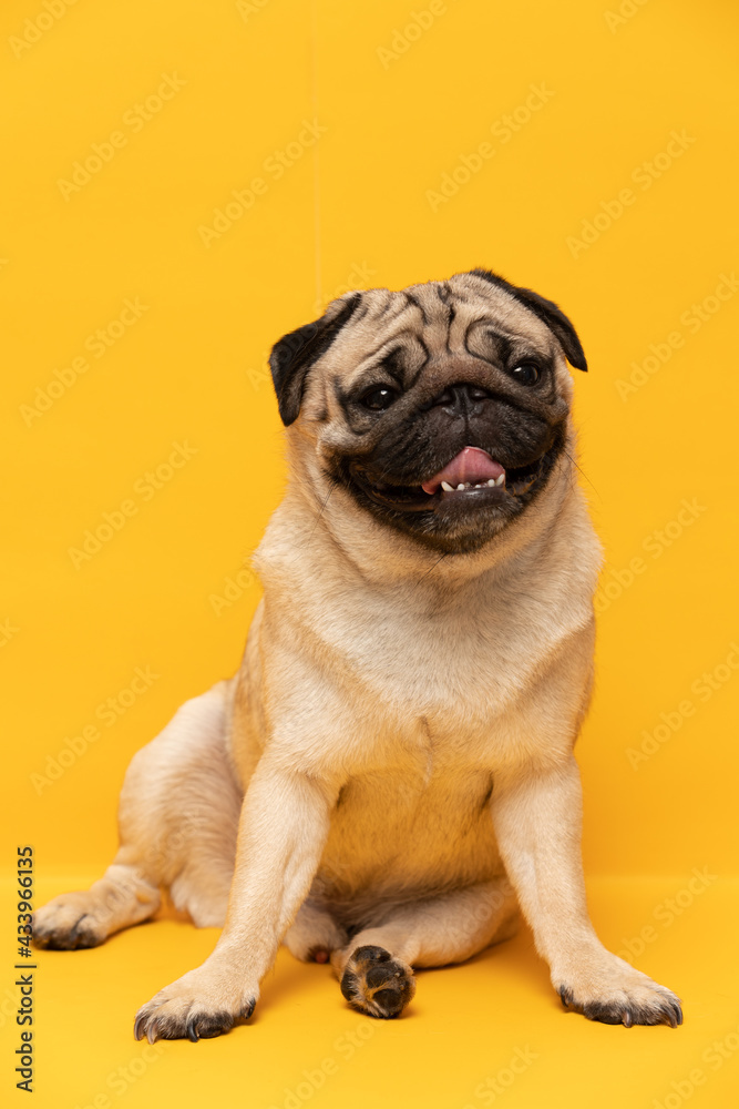 Obraz premium Happy Adorable Dog smile on yellow background,Cute Puppy pug breed happiness ready for summer,Purebred Dog Concept
