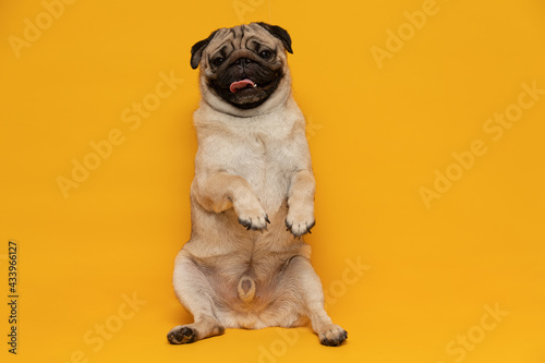 Happy Adorable Dog smile on yellow background,Cute Puppy pug breed happiness ready for summer,Purebred Dog Concept