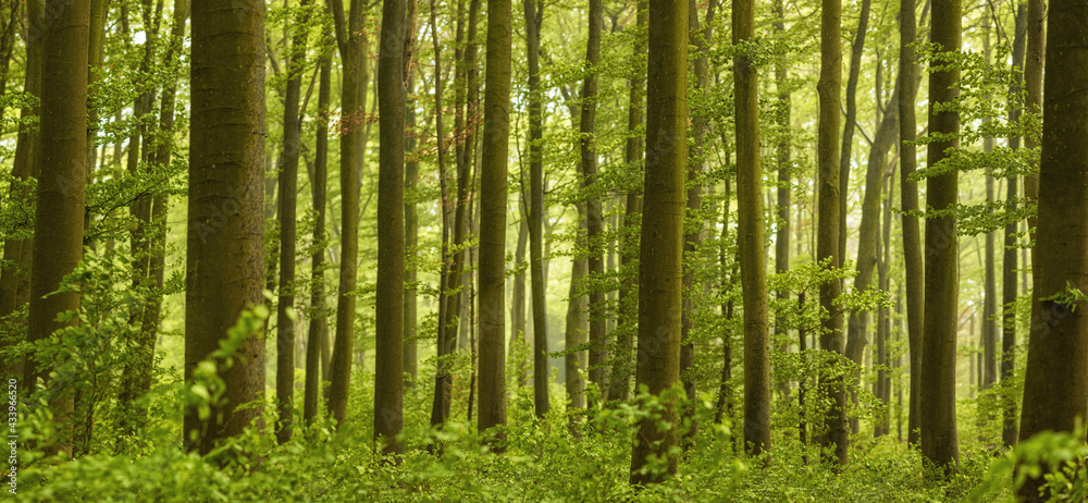 Fototapeta premium Natur der Pflanzen