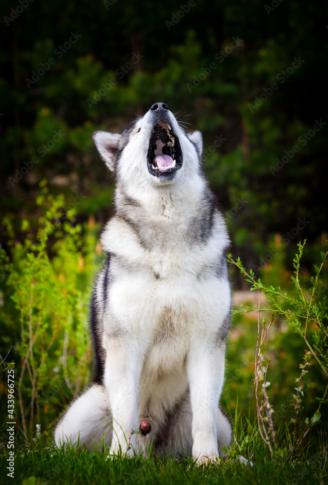 dog alaskan malamute yawning outdoors