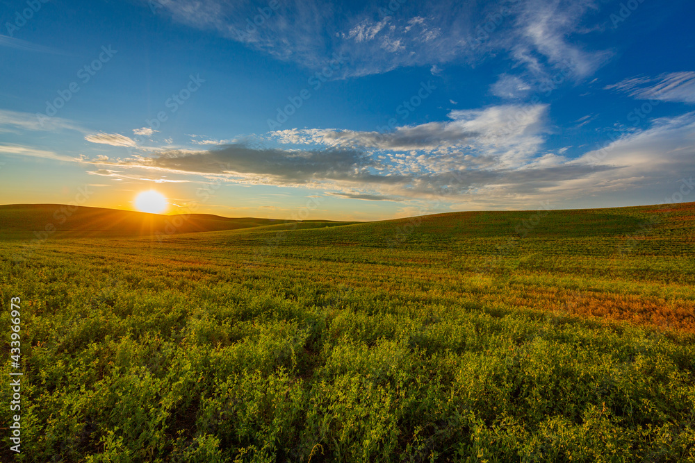 Incredible sunset. Bright green field and blue sky. Palouse region, Eastern Washington, USA