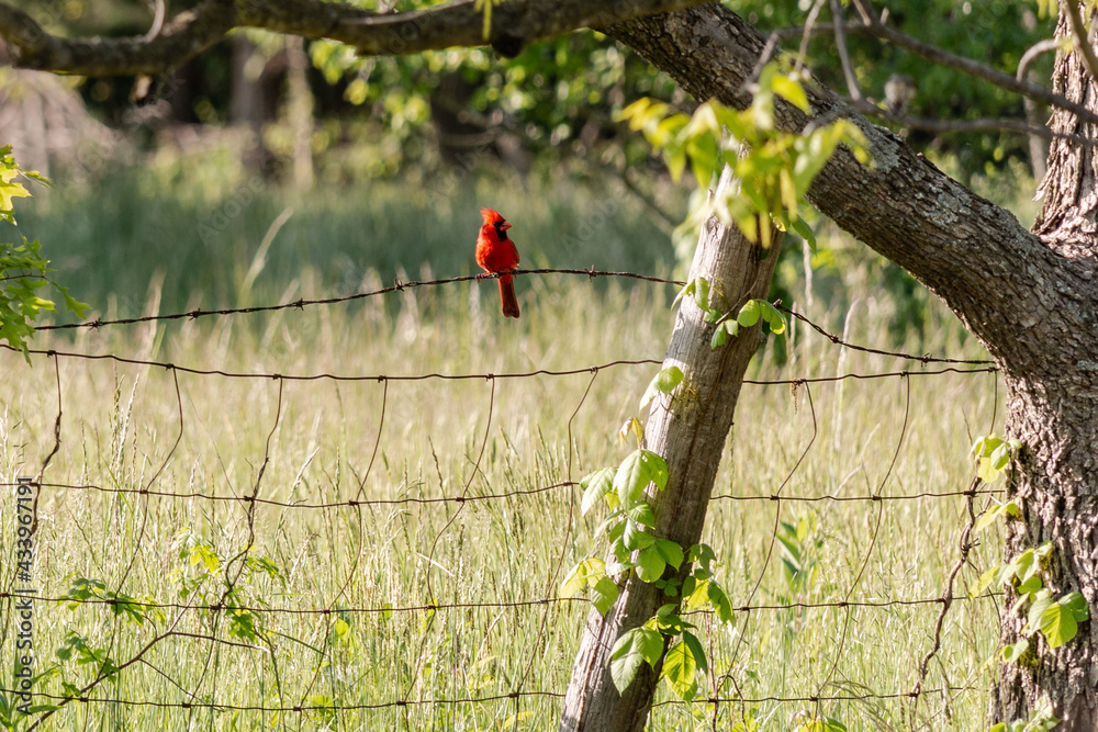 Naklejka premium Male Cardinal on the Fence