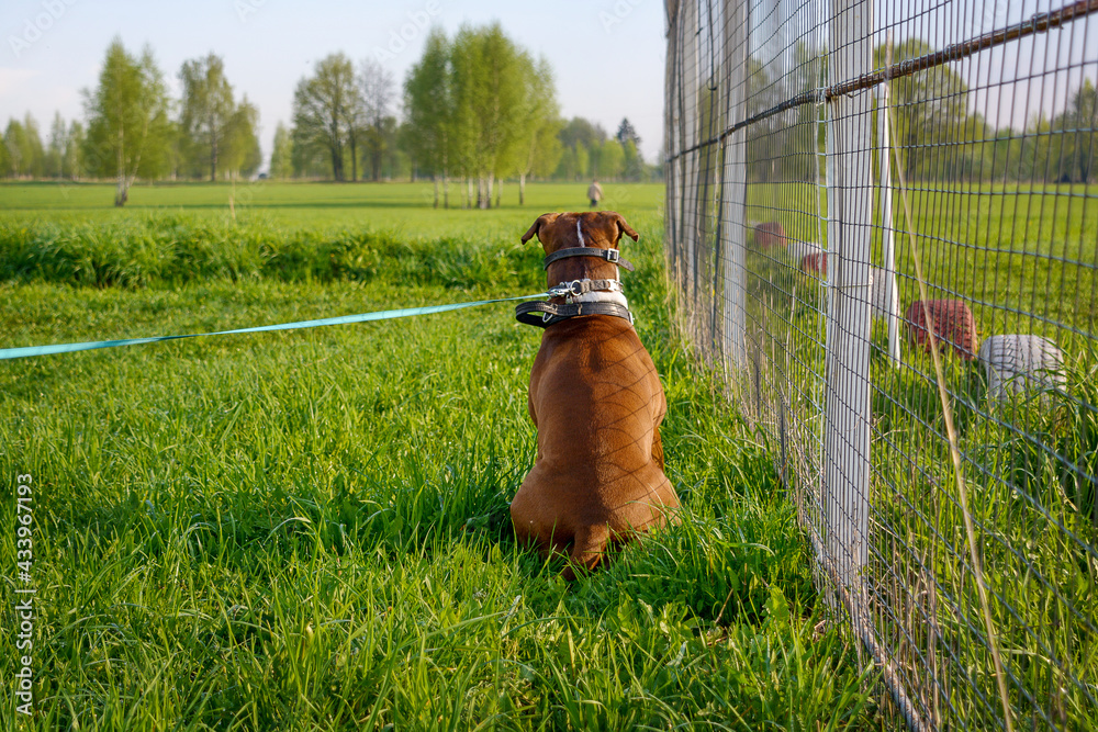The dog sits in a guard position against the background of a bright green field. Rear view