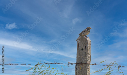 Sparrow Passer italiae  perched on a branch in natural habitat
 photo