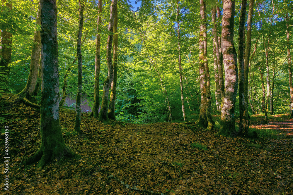 Obraz premium beech forest in summer. deciduous trees in morning light. beautiful nature background