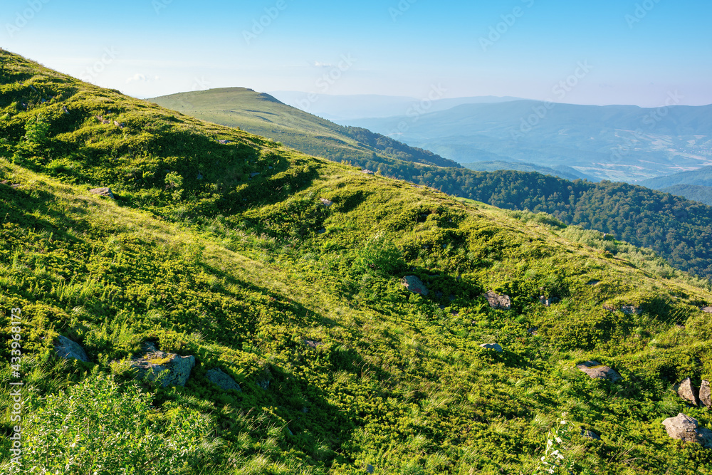 mountain landscape in summer. grassy hills in the morning light. beautiful nature of carpathians