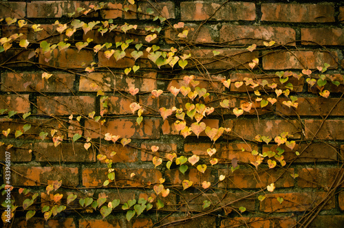 Heart shape leaf with brick wall