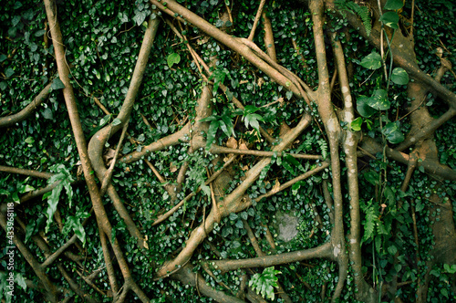 Root