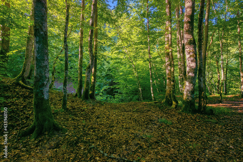 beech forest in summer. deciduous trees in morning light. beautiful nature background