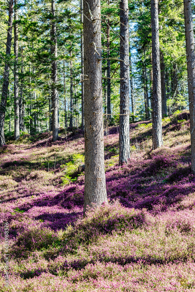 Purple pink heather in hochschwab forest, styria, austria Purple pink heather in hochschwab forest, styria, austria